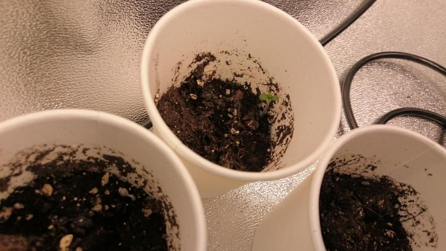 TryOutAndSee. Week 0 - 4