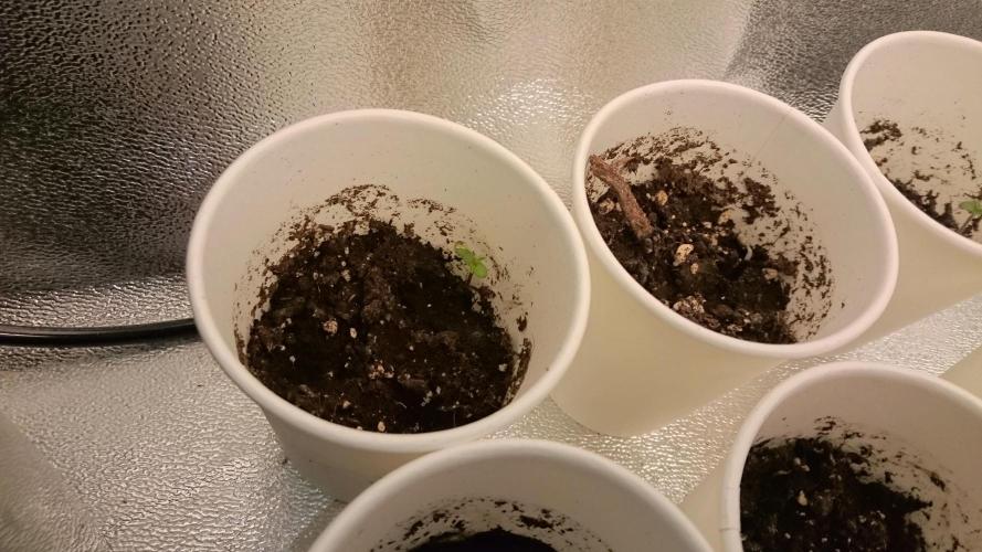 TryOutAndSee. Week 0 - 4