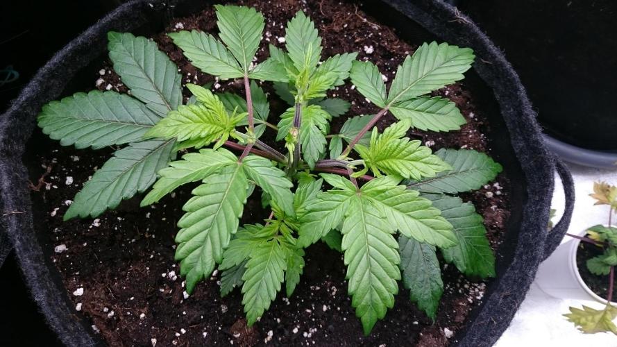 Bagseed BloodDragon lastone. Week 4 - 42