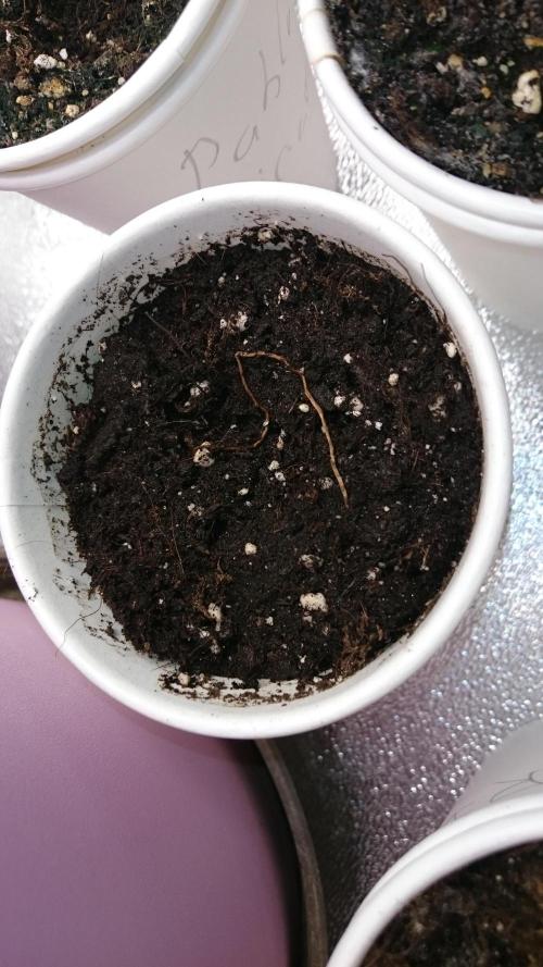 Lady Ambrosia. Week 0 - 0