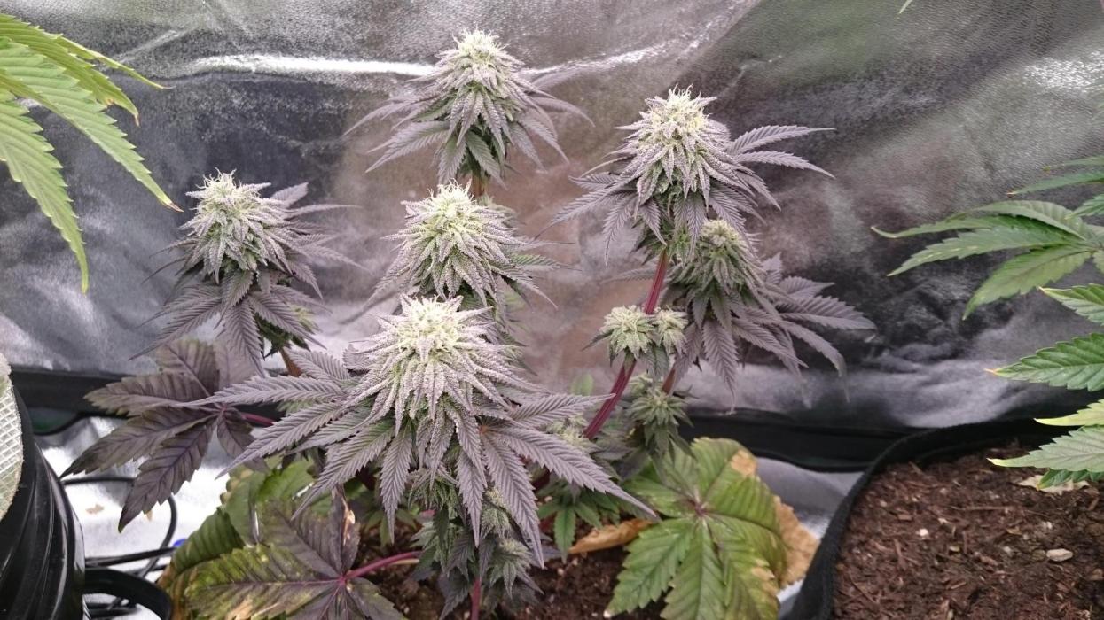 BagseedBloodDragon. Week 8 - 80