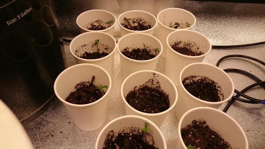 TryOutAndSee. Week 0 - 5