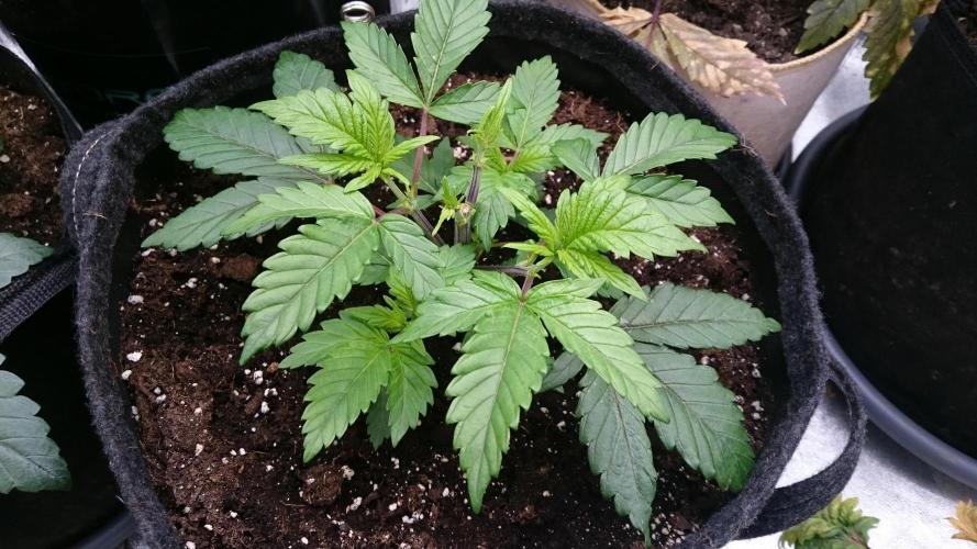 Bagseed BloodDragon lastone. Week 4 - 43