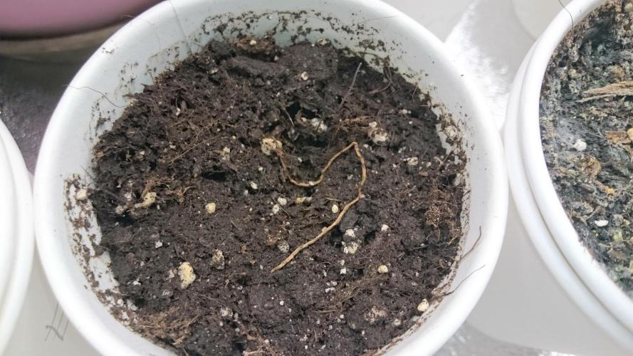 Lady Ambrosia. Week 0 - 1