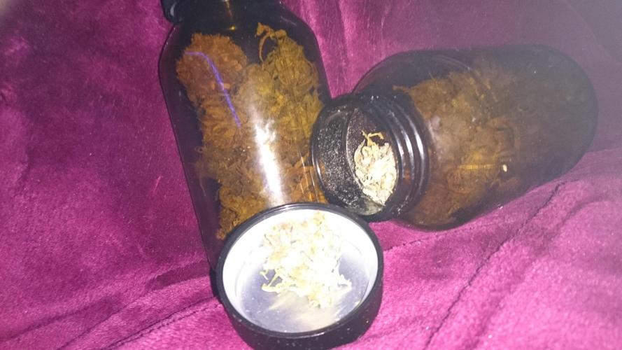 Lady Fatemah. Week 9