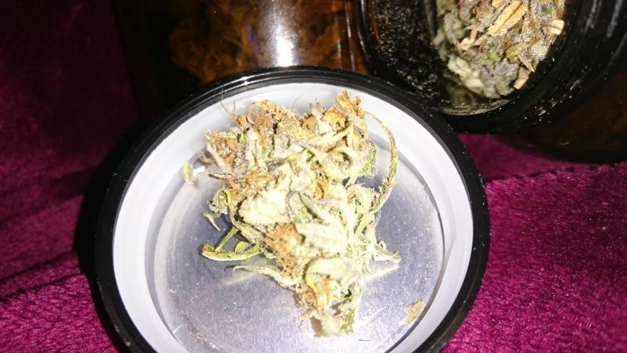 Lady Fatemah. Week 9