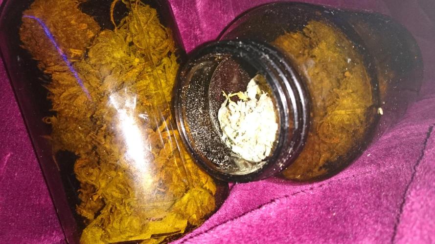 Lady Fatemah. Week 9