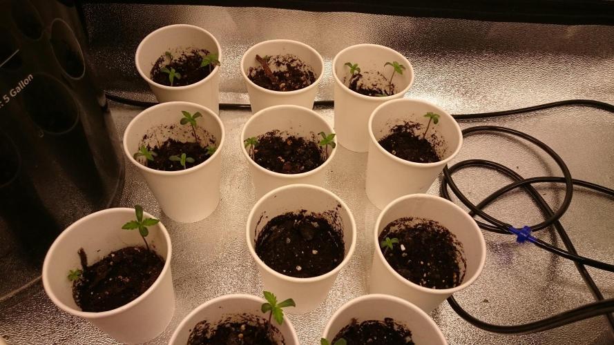 TryOutAndSee. Week 0 - 6