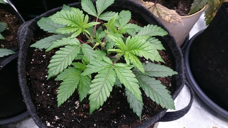 Bagseed BloodDragon lastone. Week 4 - 44