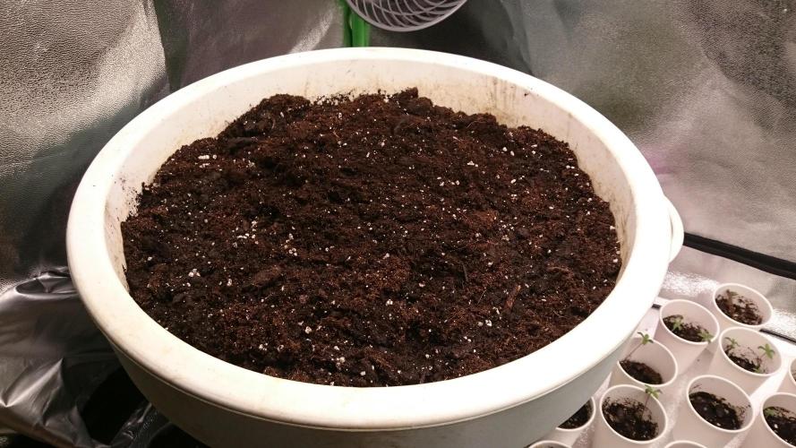 Lady Ambrosia. Week 0 - 2