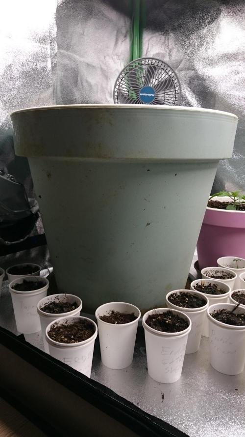 Lady Ambrosia. Week 0 - 2