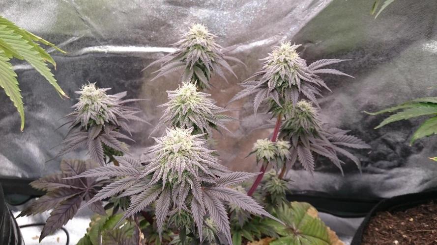 BagseedBloodDragon. Week 8 - 81