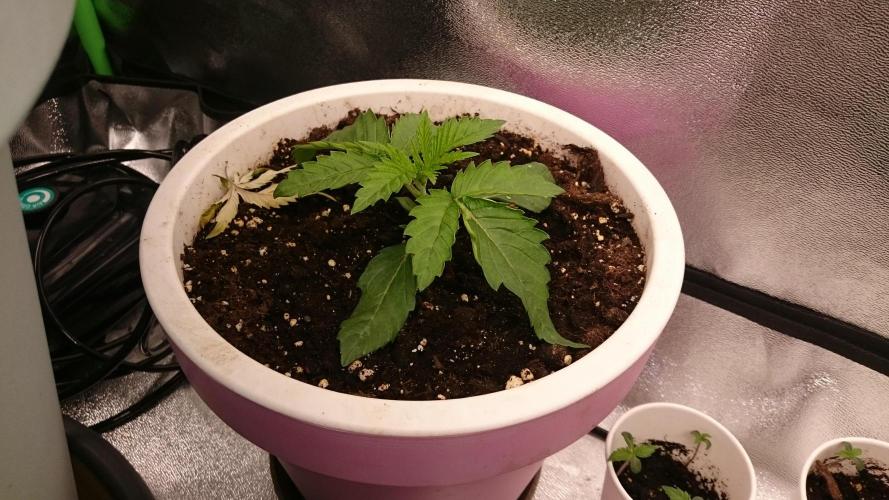 Lady Parysatis. Week 1 - 16