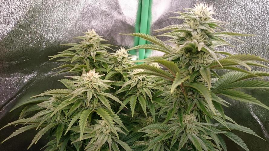 Lady Livia Vi. Week 10 - 100