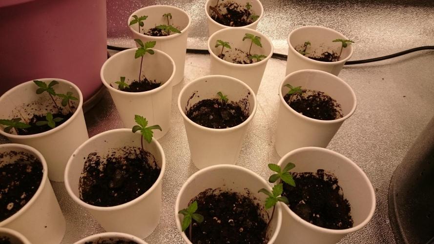 TryOutAndSee. Week 0 - 7