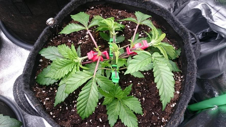 Bagseed BloodDragon lastone. Week 4 - 45