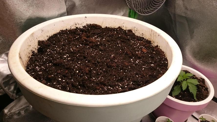 Lady Ambrosia. Week 0 - 3