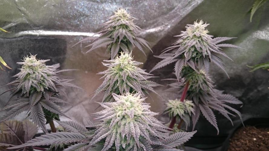 BagseedBloodDragon. Week 8 - 82