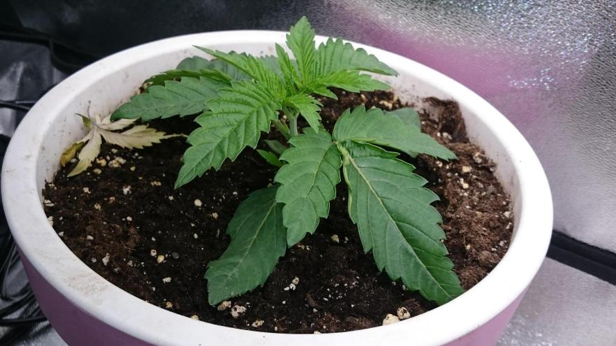 Lady Parysatis. Week 1 - 17