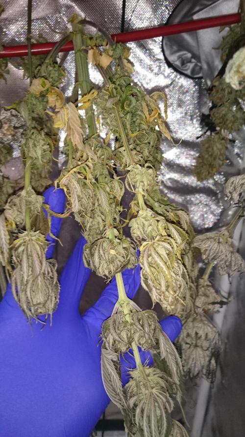 Lady Kayly. Week 10 - week into dry