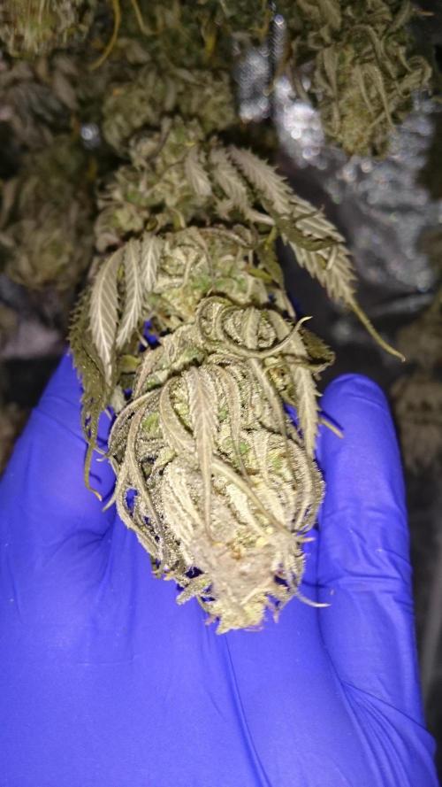 Lady Kayly. Week 10 - week into dry