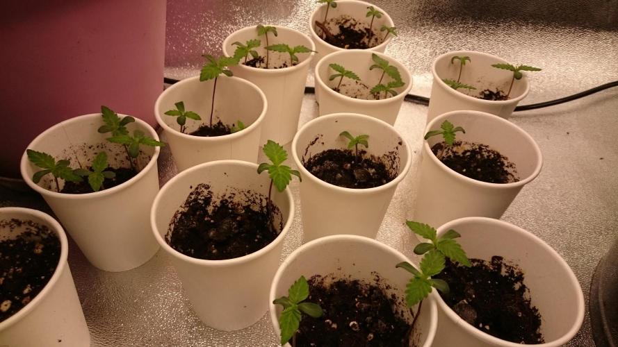 TryOutAndSee. Week 0 - 8