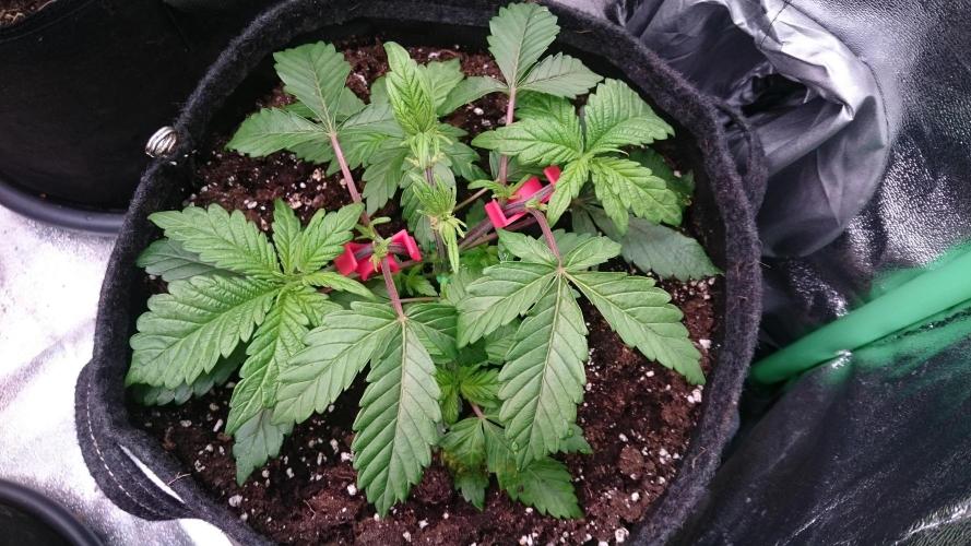 Bagseed BloodDragon lastone. Week 4 - 46