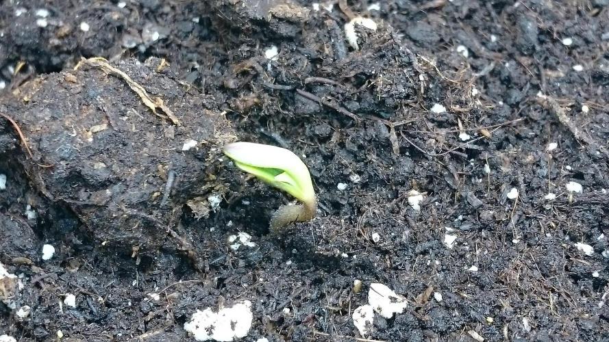 Lady Ambrosia. Week 0 - 4