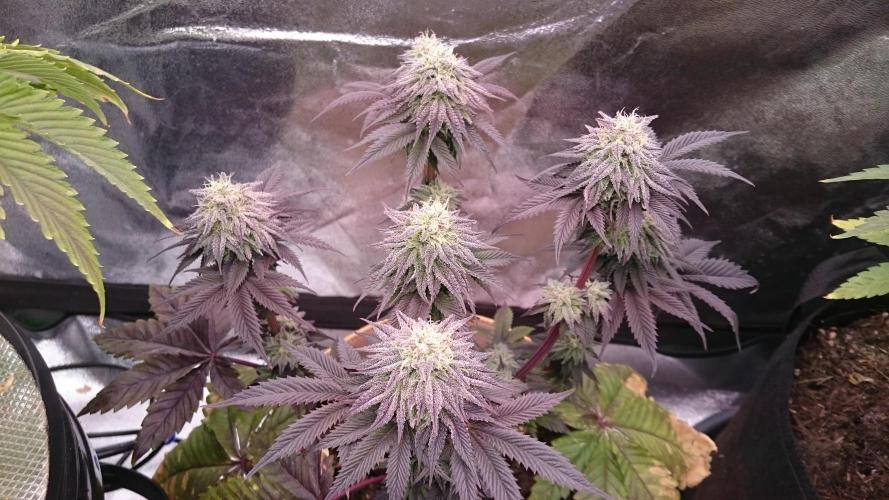 BagseedBloodDragon. Week 8 - 84