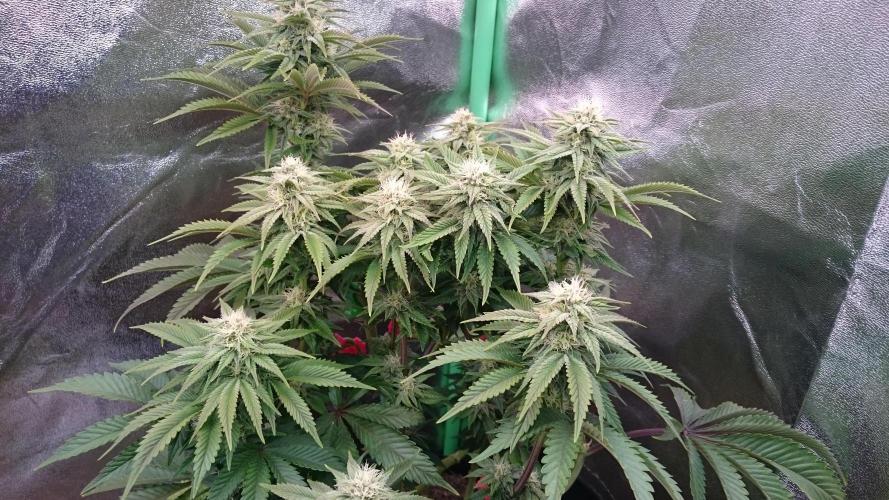 Lady Livia Vi. Week 10 - 1