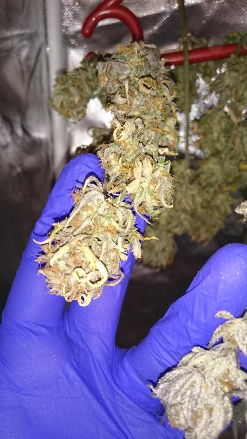 Lady Fatemah. Week 9