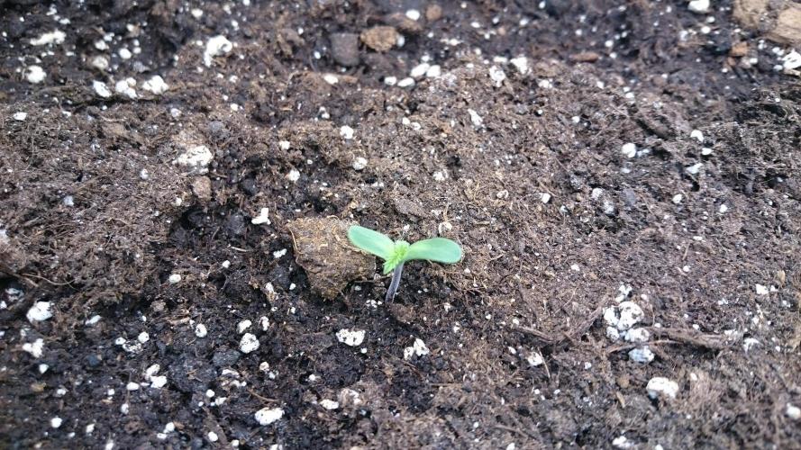 Lady Ambrosia. Week 0 - 5