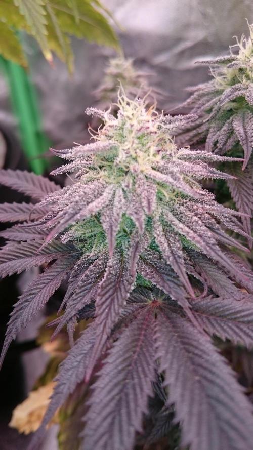 BagseedBloodDragon. Week 8 - 85