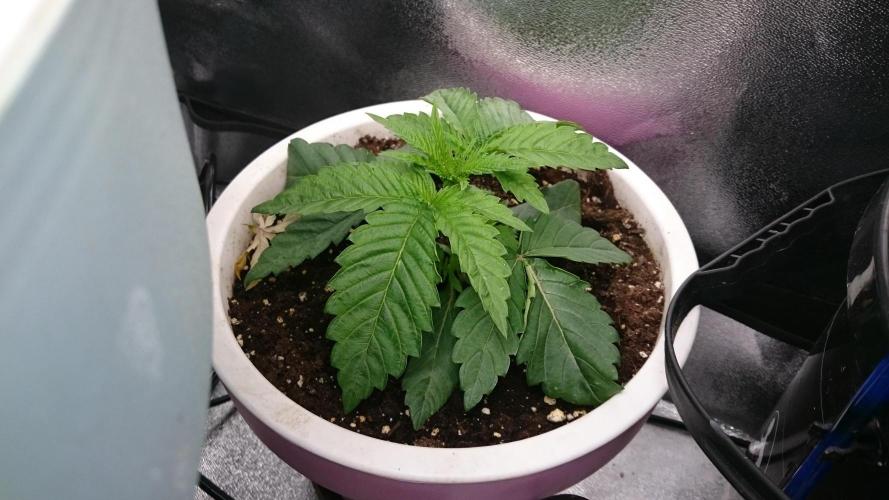 Lady Parysatis. Week 1 - 19