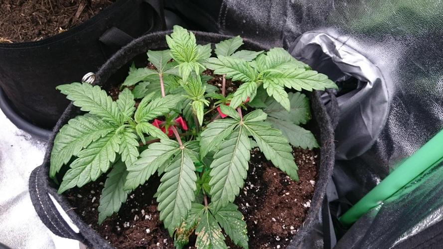 Bagseed BloodDragon lastone. Week 4 - 48