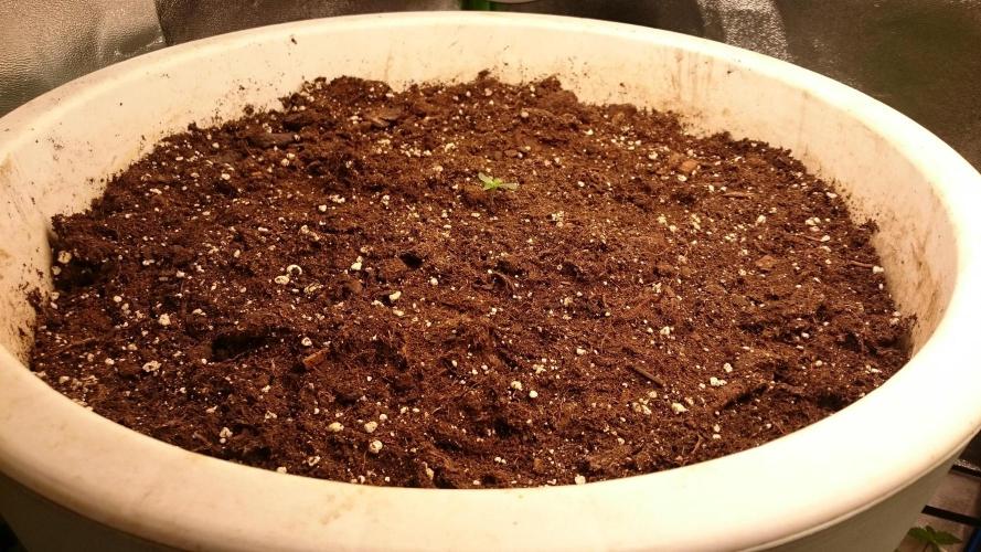 Lady Ambrosia. Week 0 - 6