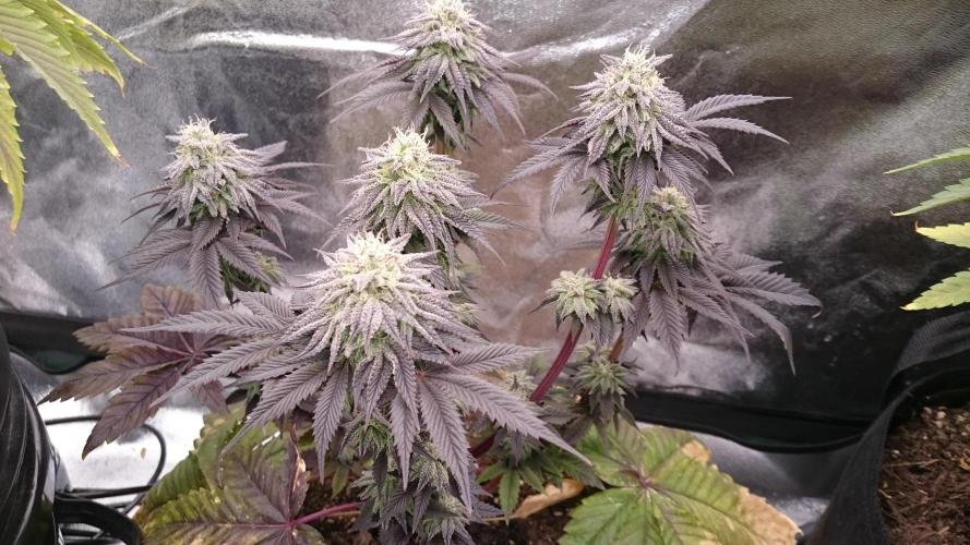 BagseedBloodDragon. Week 8 - 86