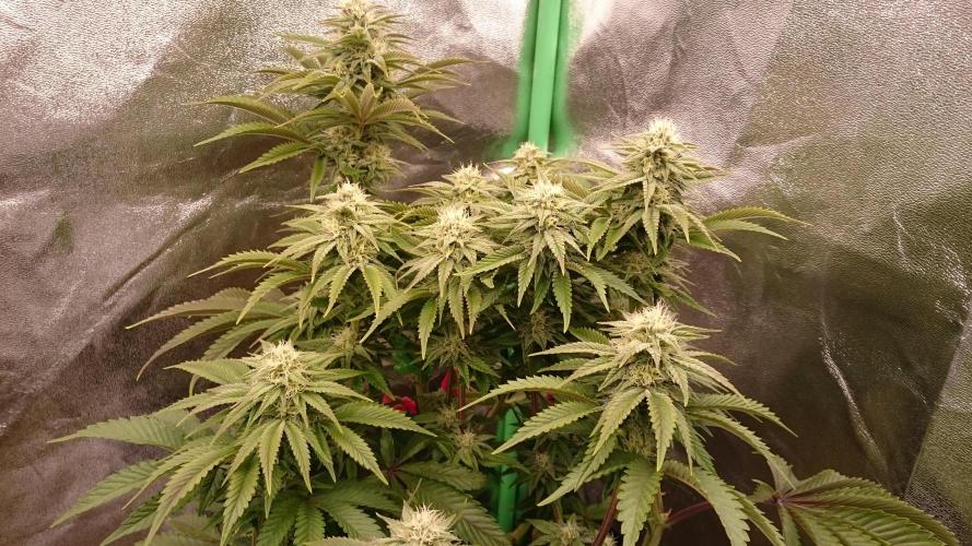 Lady Livia Vi. Week 10 - 3