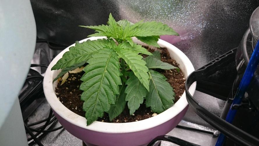 Lady Parysatis. Week 2 - 20