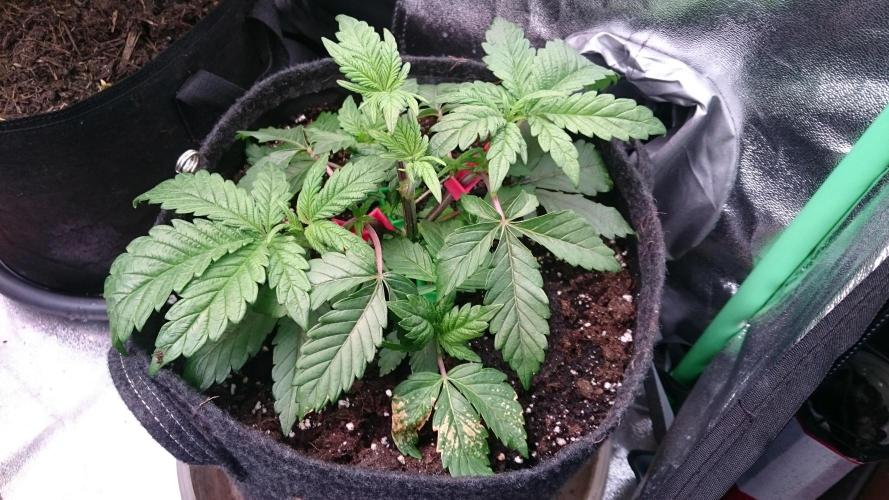 Bagseed BloodDragon lastone. Week 4 - 49