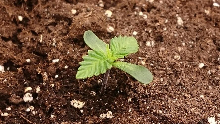 Lady Ambrosia. Week 0 - 7