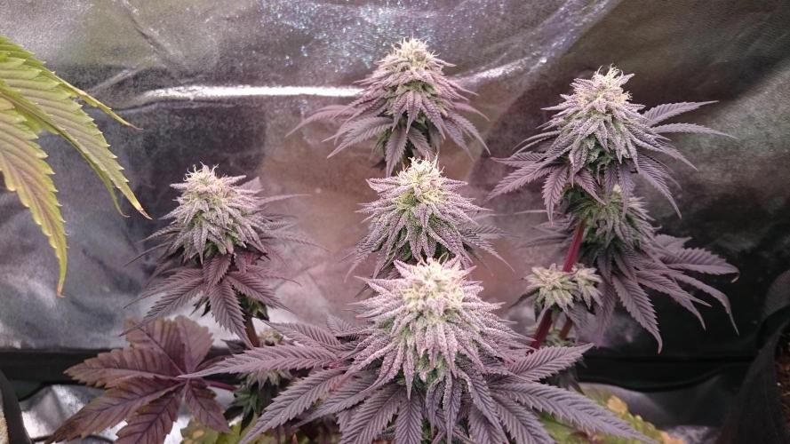 BagseedBloodDragon. Week 8 - 87