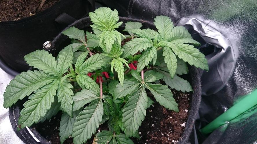 Bagseed BloodDragon lastone. Week 5 - 50