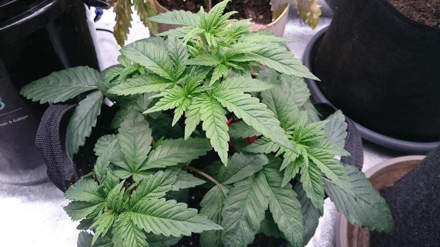 Lady Muireann. Week 3 - 33