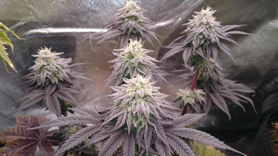 BagseedBloodDragon. Week 8 - 88