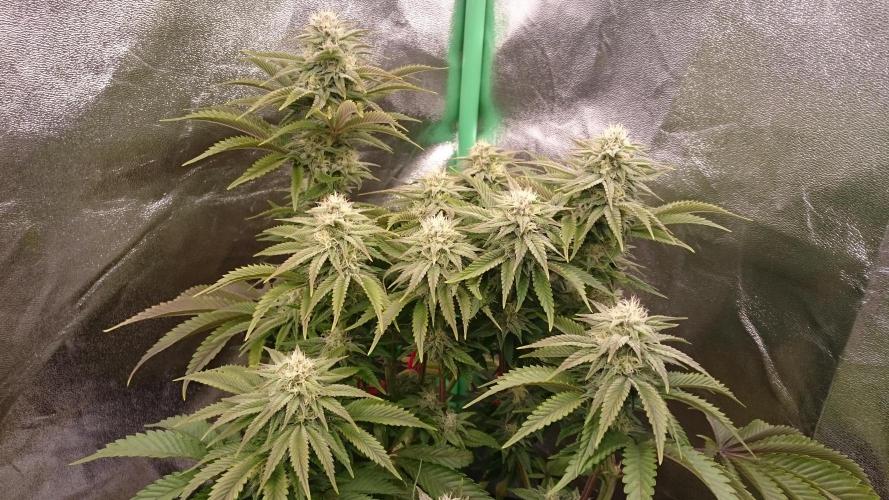 Lady Livia Vi. Week 10 - 4