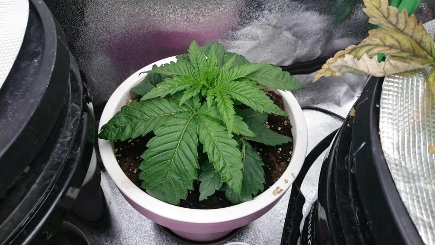 Lady Parysatis. Week 2 - 21