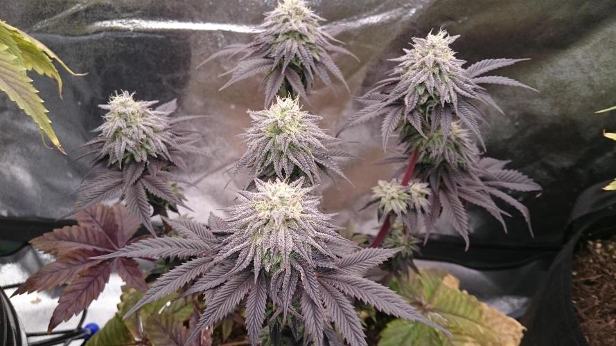 BagseedBloodDragon. Week 8 - 89