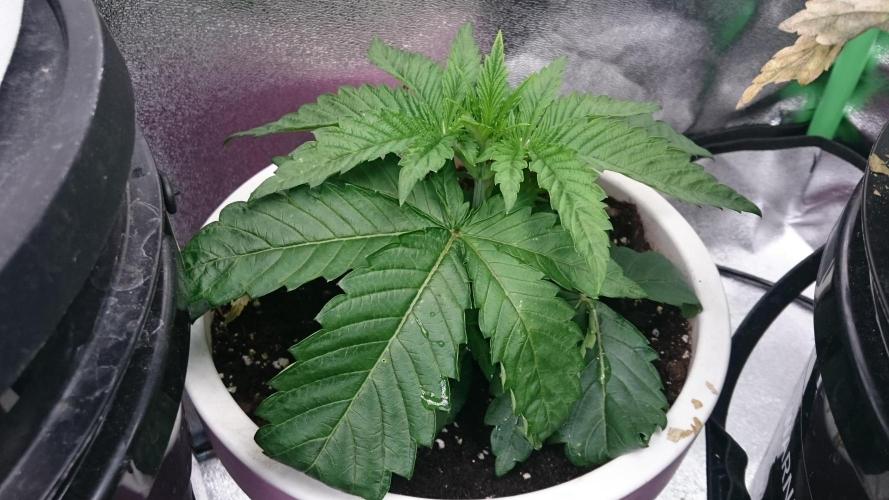 Lady Parysatis. Week 2 - 22