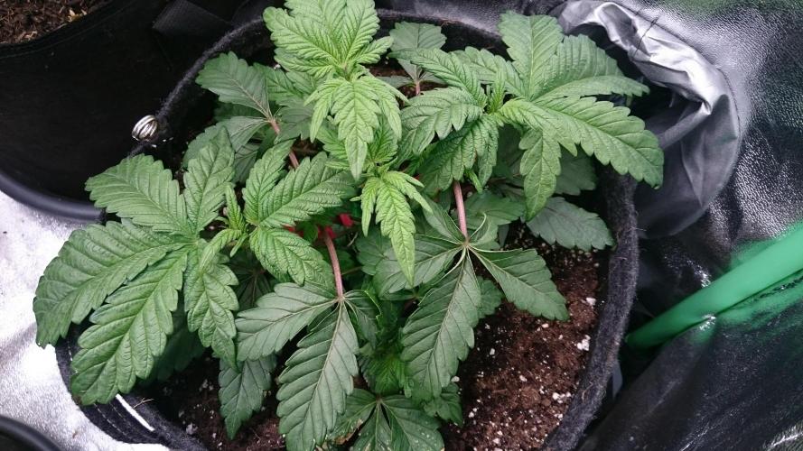 Bagseed BloodDragon lastone. Week 5 - 51